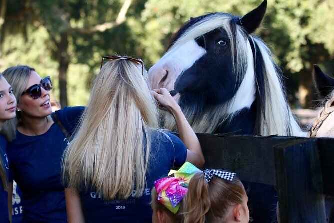 Gypsy Gold Horse Farm Tour - Price and value: why $55 makes sense for what you get