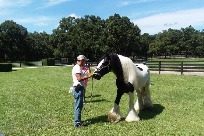 Gypsy Gold Horse Farm Tour - Practical tips so you enjoy it more
