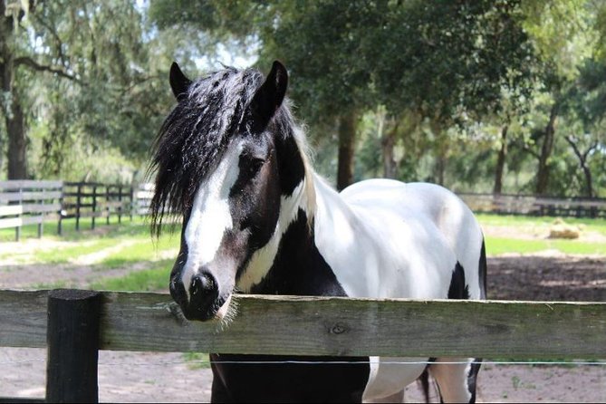 Gypsy Gold Horse Farm Tour - Meet Dennis Thompson and learn the Gypsy Vanner “why”