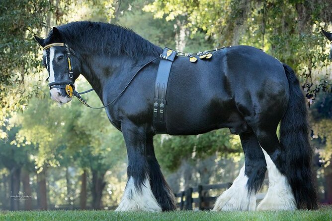 Gypsy Gold Horse Farm Walking Tour - Quick reasons to take this Gypsy Gold horse farm walk