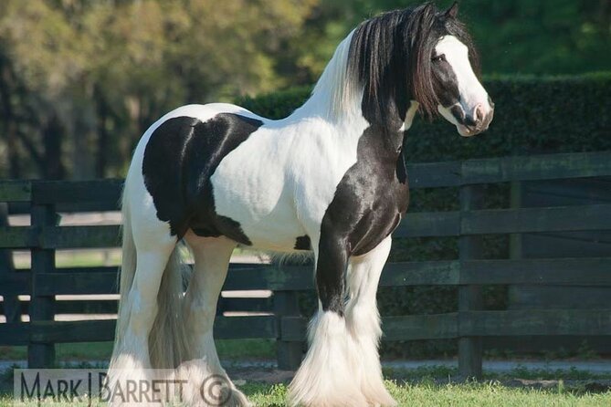 Gypsy Gold Horse Farm Walking Tour - Stop 1 at Gypsy Gold Farm: the Gypsy Vanner story in human terms