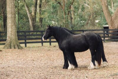 Gypsy Gold Horse Farm Walking Tour - The one-hour flow: what you’ll likely do and how it feels
