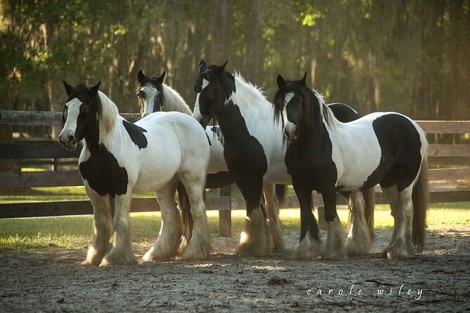 Gypsy Gold Horse Farm Walking Tour - 30+ equines, mares, foals, and stallions: what you’re actually seeing