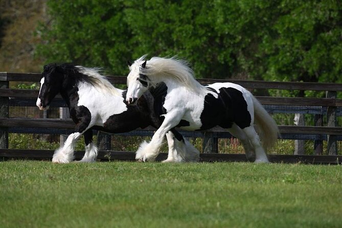 Gypsy Gold Horse Farm Walking Tour - Guides make or break it: why Taylor’s style fits this farm