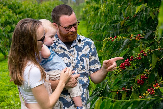 Hala Tree Coffee Farm Tour - From Harvest to Processing: How Flavor Changes Without Additives