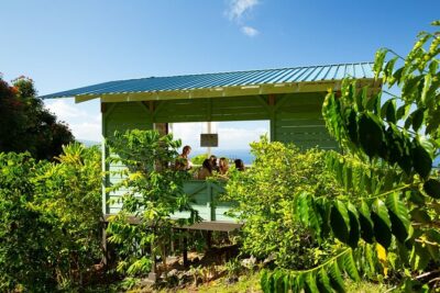 Hala Tree Coffee Farm Tour - Finding Hala Tree Coffee: The Start Address and What to Expect