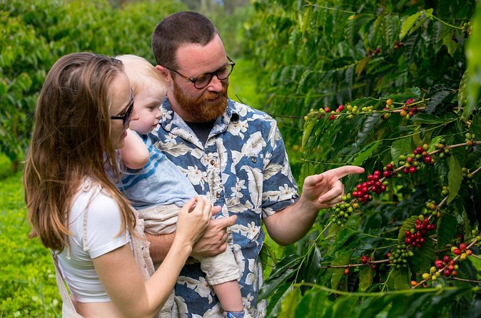 Hala Tree Coffee Farm Tour - Roasting and Brewing on Site: The Smell You Can Plan Around