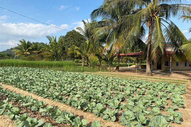 Half-Day Adventure to the Pepper Farm by Scooter - Stop-by-stop: salt farm, rice paddies, and what farmers still do