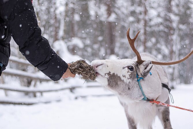 Half-Day Experience in Local reindeer farm in Lapland - Key Highlights Worth Booking For