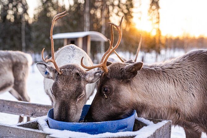 Half-Day Experience in Local reindeer farm in Lapland - Warm Clothing First: How They Keep You Comfortable