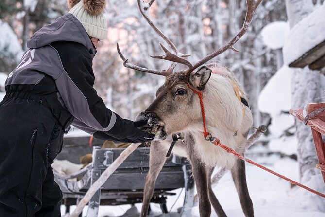 Half-Day Experience in Local reindeer farm in Lapland - The 2 km Reindeer Sleigh Ride Through Snowy Forest