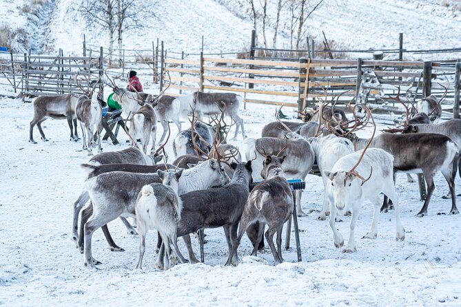 Half-Day Experience in Local reindeer farm in Lapland - Warming Up in the Hut: Snacks, Crepe/Pancakes, and Hot Drinks