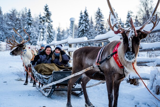 Half-Day Experience in Local reindeer farm in Lapland - Professional Photos: Edited Images Without the Stress of Freezing