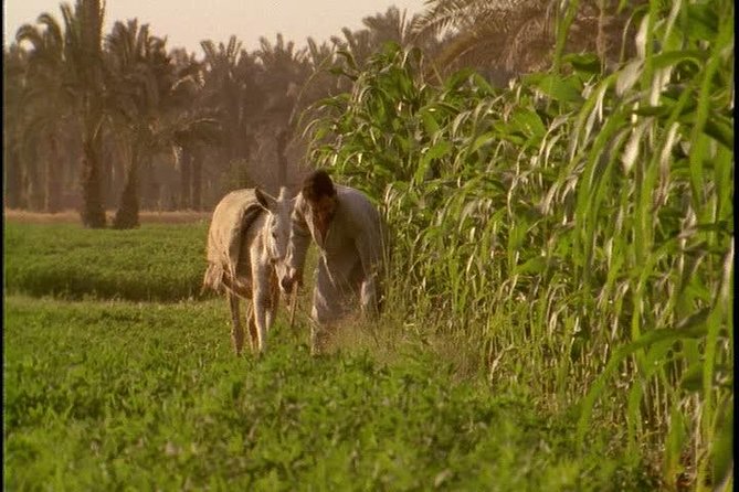 Half-Day Trip to Egyptian Green Farm from Cairo with Breakfast - Key things to know before you go
