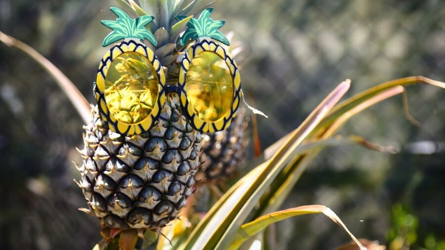 Hali'imaile: Pineapple Farm Tour - A working Maui Gold farm in Haliimaile