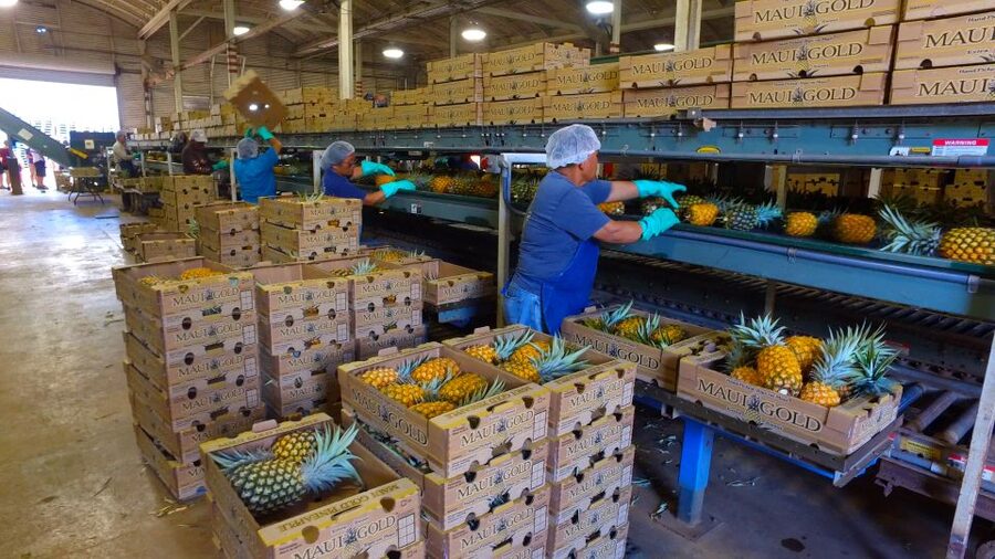 Hali'imaile: Pineapple Farm Tour - The field walk: cultivation lessons you can actually see