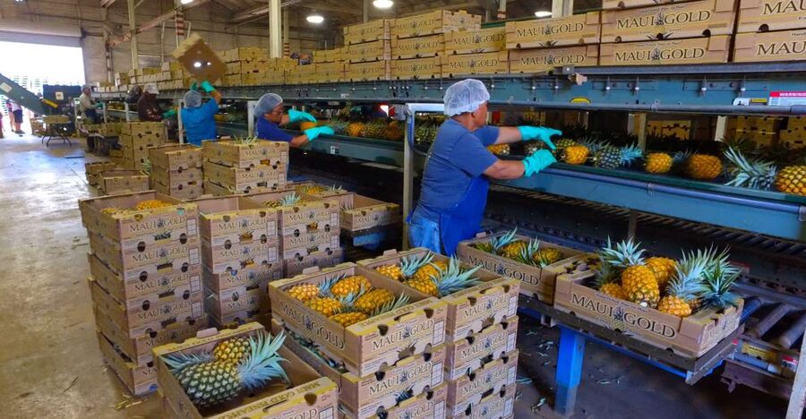 Hali'imaile: Pineapple Farm Tour - Booking call: should you go?