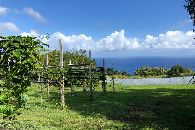 Hamakua Coast Farm Small-Group Walking and Tasting Tour - Why Nakihalani Farm’s small-group walk works so well in Hilo