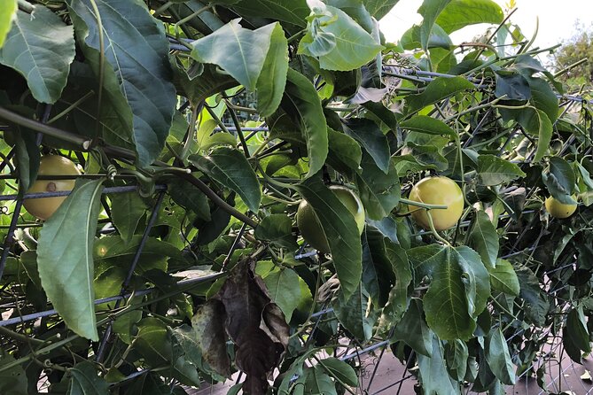 Hamakua Coast Farm Small-Group Walking and Tasting Tour - Price and value: what $49 buys you on the Big Island