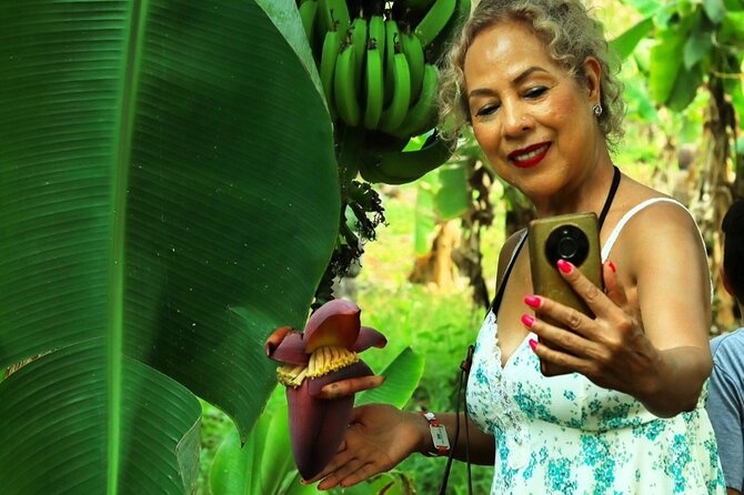 Hands-on Mexican Farm Experience: from Cow to Cheese - The 9:30 open-air ride: jungle views and Sierra Madre air