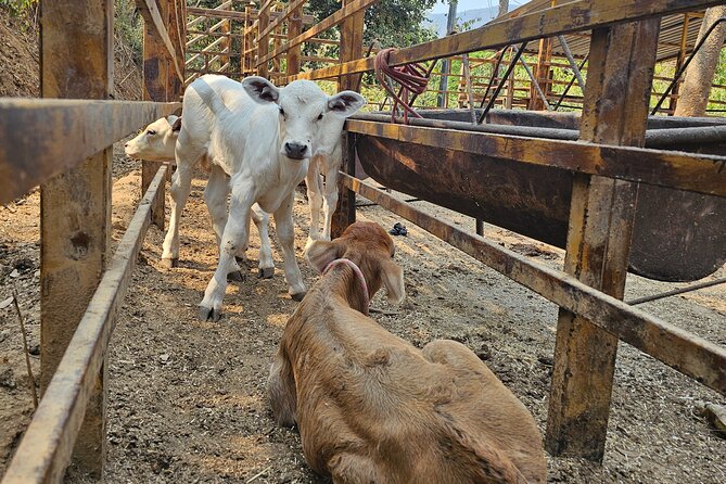 Hands-on Mexican Farm Experience: from Cow to Cheese - Cheese-making steps you can actually understand