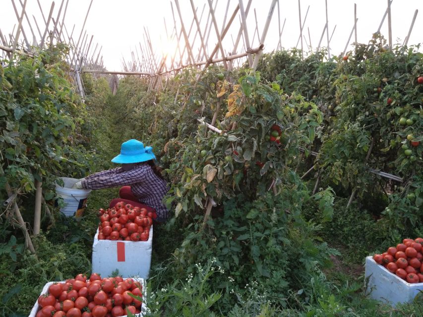 Hanoi Farm Tour and Cooking Class with Local Family - Key things that make this tour special