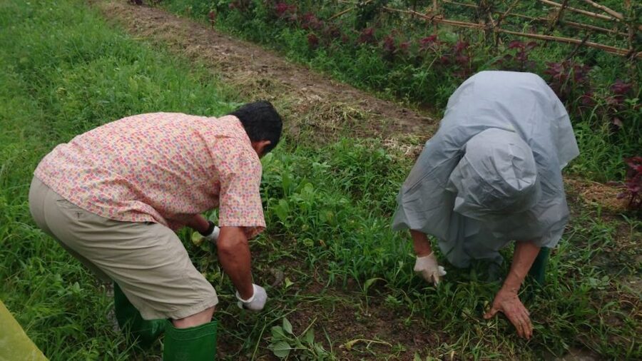Hanoi: Village Farm Tour and Cooking Class with Lunch - Organic Pig Farm Walk After Lunch