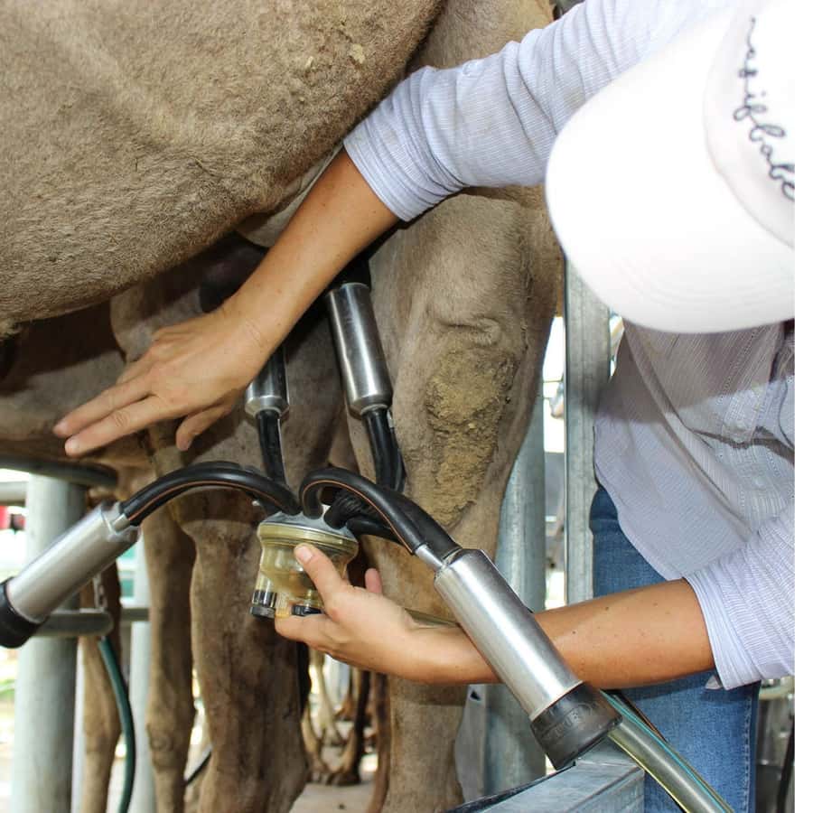 Harrisville: Summer Land Camel Farm Tour with Tasting - The Big Moments That Make This Tour Worth It