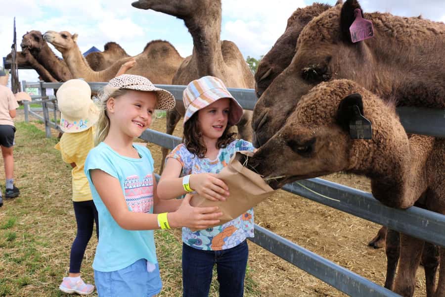 Harrisville: Summer Land Camel Farm Tour with Tasting - Entering Summer Land Camels: Parking, Check-In, and What Happens First