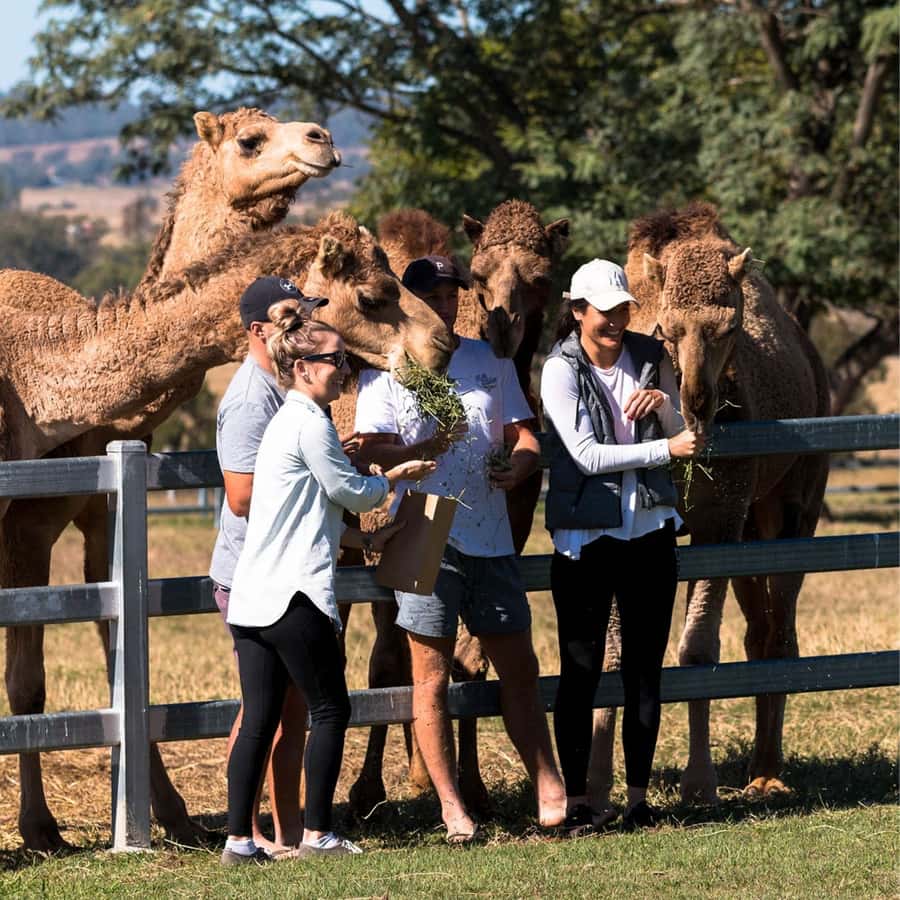 Harrisville: Summer Land Camel Farm Tour with Tasting - Restricted Access Dairy Facilities: Camel Milk, Processing, and What’s Claimed