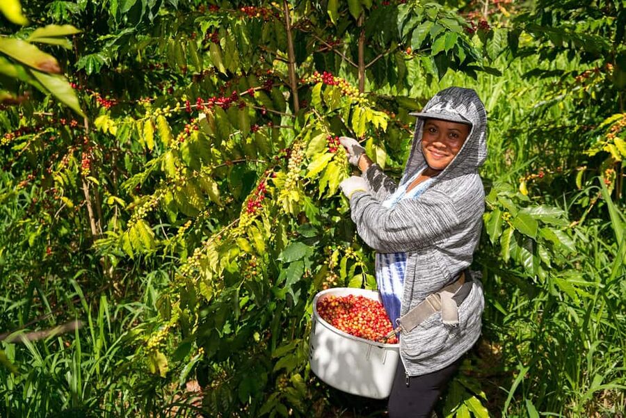 Hawaii: Hala Tree Coffee Farm Tour and Tasting - Harvesting and roasting: turning coffee facts into tasting sense