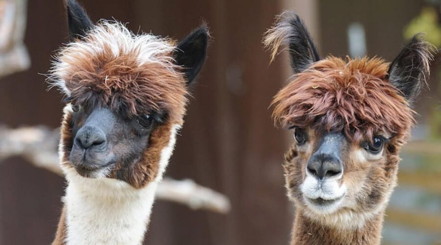 Helsinki: Alpaca Farm Tour with Guided Walk (private) - Key things to know before you go