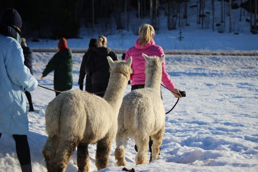 Helsinki: Alpaca Farm Tour with Guided Walk (private) - Alpaca Feeding Behind the Fences: The Easiest Kind of Animal Time