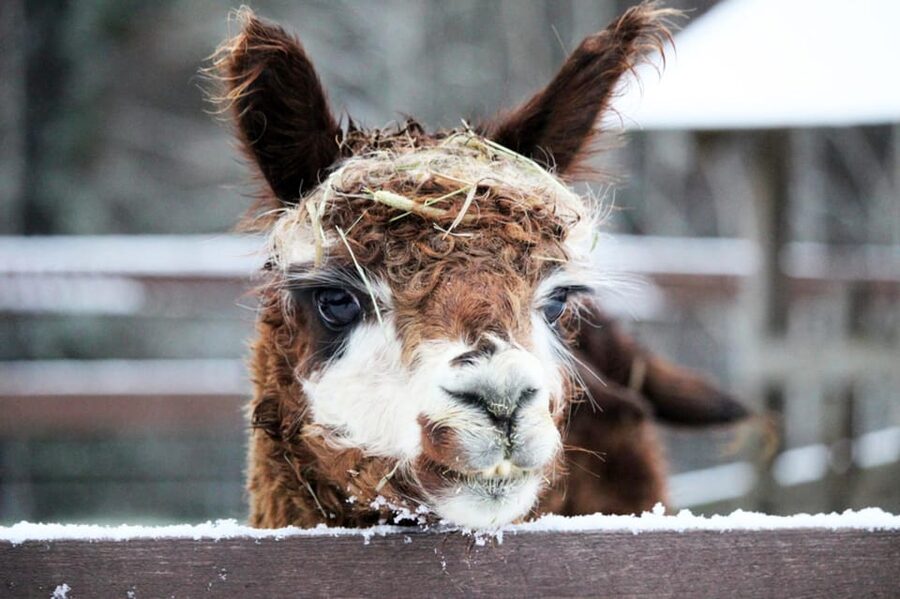 Helsinki: Alpaca Farm Tour with Guided Walk (private) - Price and Value: Is $235 Worth It?