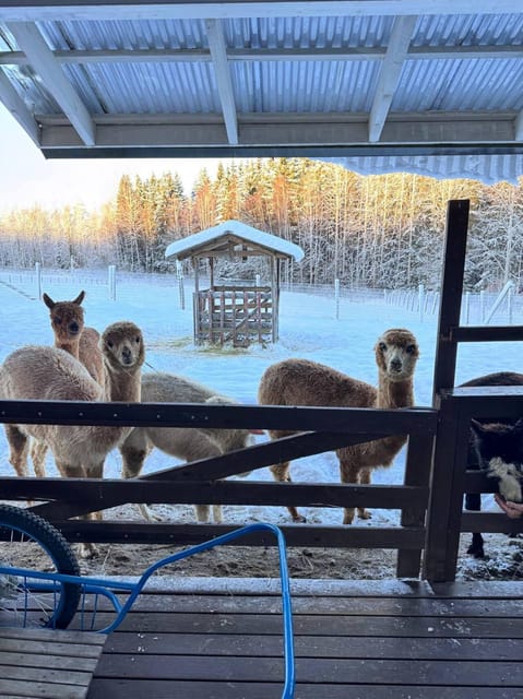 Helsinki: Alpaca Farm Tour with Guided Walk (private) - Photography and Memories: What to Capture