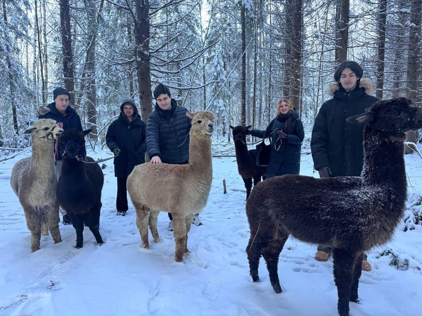 Helsinki: Alpaca Farm Tour with Guided Walk (private) - The Guided Forest Walk With Your Own Alpaca: Slow Travel, Up Close