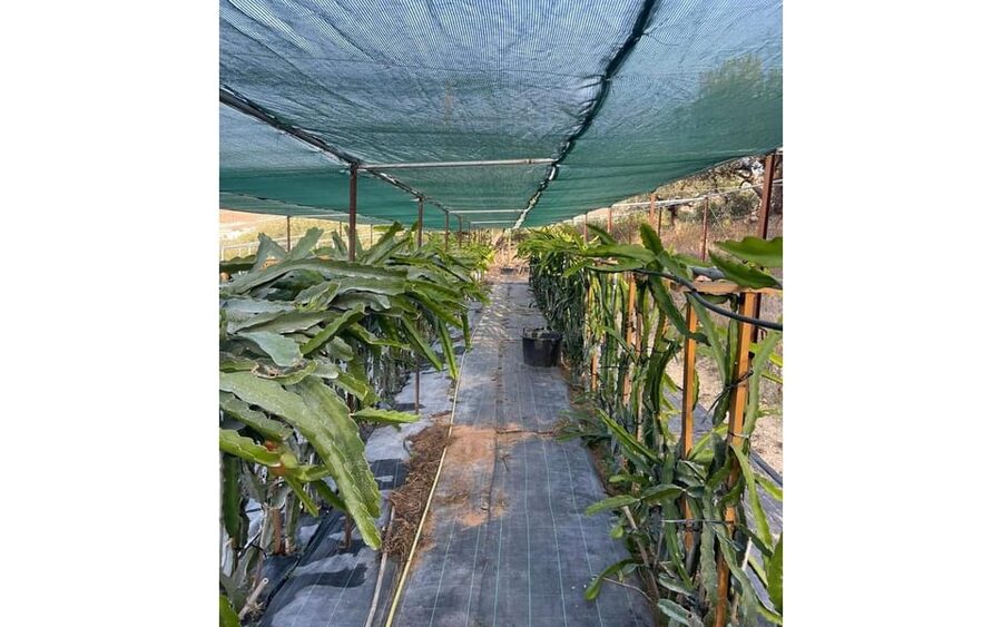 Heraklion :Olive & Dragon Farm Tour & Cretan Farmers Brunch - The dragon fruit part you might not expect