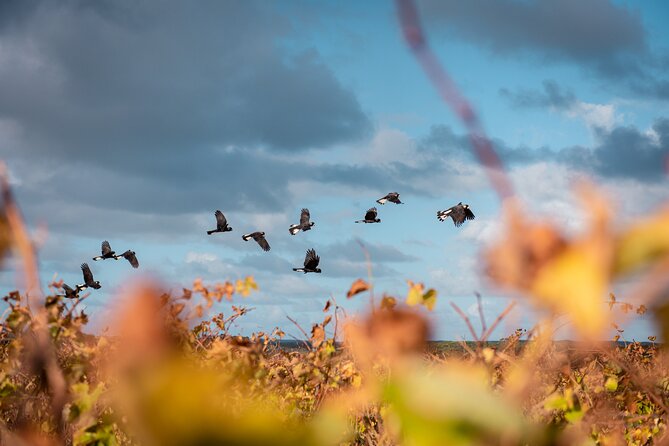Hidden Gems: Boutique Full-Day Wine, Farm & Lunch Tour - Who Should Book This Tour (and Who Might Not)