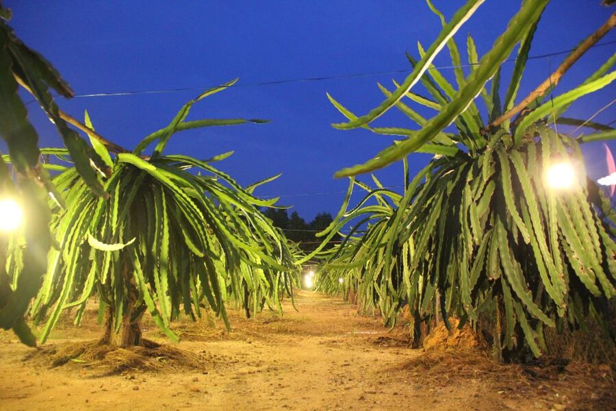 Ho Coc Beach, Nature Reserve & Dragon Fruit Farm Day Tour - Key things that make this tour worth your time