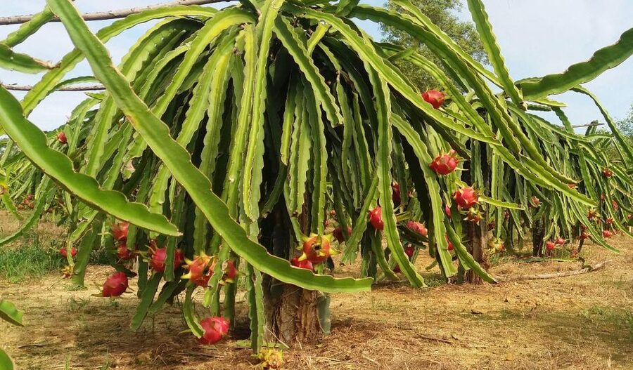 Ho Coc Beach, Nature Reserve & Dragon Fruit Farm Day Tour - A rural-to-coast day in southern Vietnam