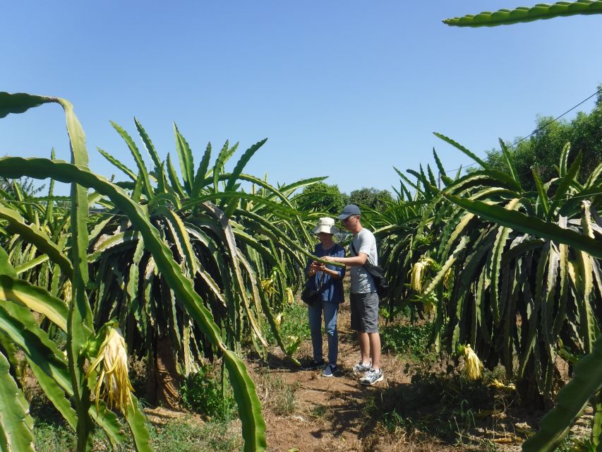 Ho Coc Beach, Nature Reserve & Dragon Fruit Farm Day Tour - Ho Coc Beach time: private resort sand and ocean wind