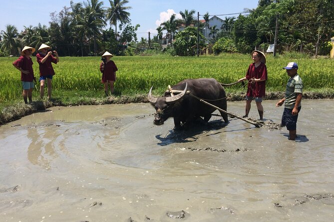 Hoi An Rice Farm Tour and Buffalo Riding with Local Home Meal - Who should book this Hoi An countryside farm tour