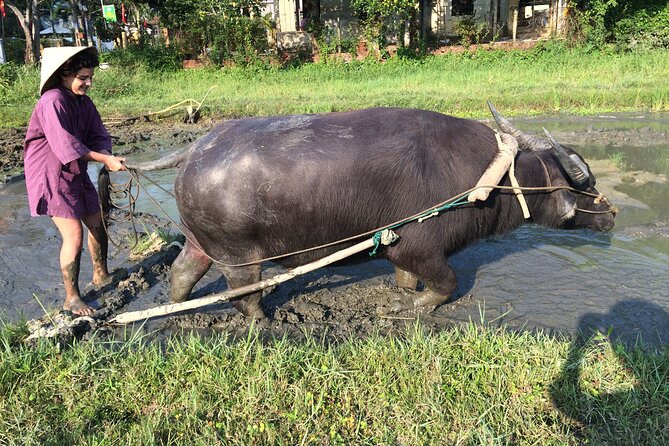 Hoi An Rice Farm Tour and Buffalo Riding with Local Home Meal - Who might want to adjust expectations