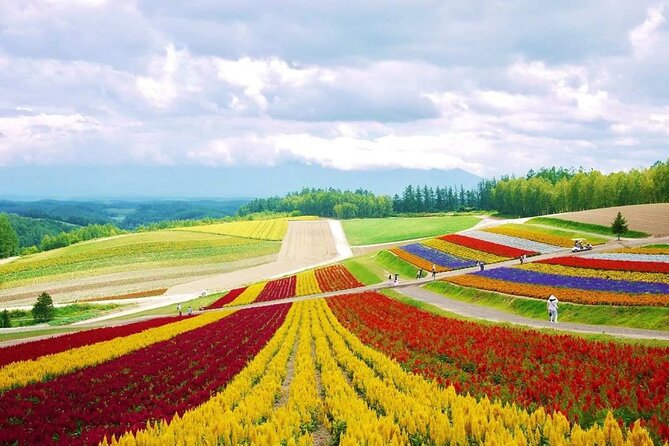 Hokkaido Farm Tomita Shikisai Hill Waterfall& Blue Pond Day Tour - Patchwork Road in Biei: 10 minutes of iconic tree views