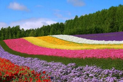 Hokkaido Farm Tomita Shikisai Hill Waterfall& Blue Pond Day Tour - Shikisai-no-Oka: the 15-hectare Hill of Seasonal Colors