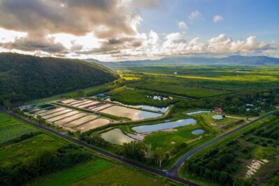 Hook-A-Barra Fishing and Farm Activity - Behind the scenes at the Daintree Saltwater Barramundi Farm
