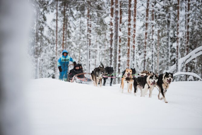 Husky and Reindeer Experience - Husky dog farm: puppies, meeting the pack, then a sled ride