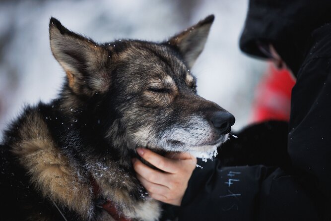 Husky and Reindeer Experience - Who should book this husky and reindeer experience