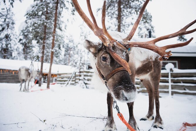 Husky and Reindeer Experience With Snowmobiling - Price and What $237.26 Buys You (and What It Doesn’t)