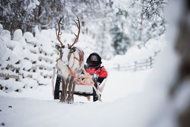 Husky and Reindeer Experience - How the 10:30 schedule really plays out